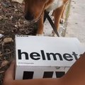 Müstiline kast mägedes | koer päästis pesakonna hüljatud kassipoegi ja võttis vastutusrikka isarolli enda kanda
