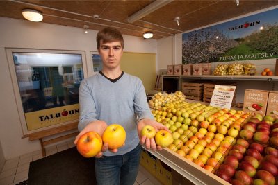 Halika õunatalu juht Lauri Kasvand näitab võrdluseks Mulgi Õuna pakutavaid õunu (paremas käes) ja 'Liivi kuldrenette'. 'Liivi kuldrenett' ja ka teised tuntud Eesti renettõunad ei kasva iialgi nii suureks.