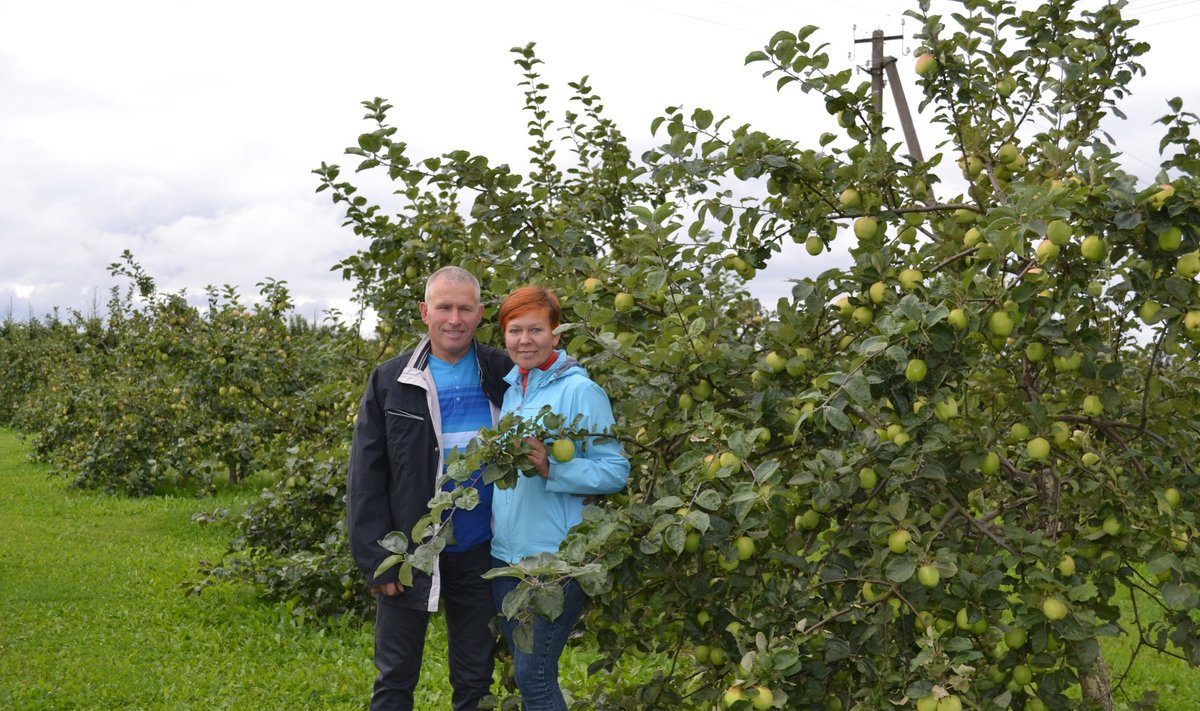 Meelis ja Piia Tiigemäe peavad aiandustalu, kus nende lemmikuks on õunad.