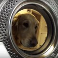 Armas VIDEO: Murest murtud koer tormas pesumasinast oma hinnalist kaisukaru päästma