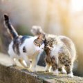 Üllatavad viisid, miks kass nurrub: teadus on näidanud, et kassi nurrumine on lausa füüsiliselt kasulik