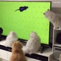 VIDEO | Lõbus kassielu: vaata, kui elevil saavad kassid olla televiisori ekraanil rottide nägemisest