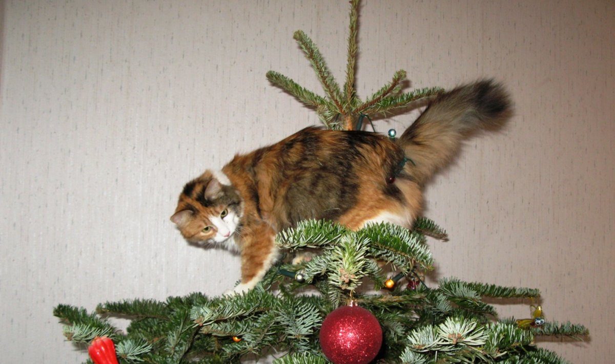 Kass jõulupuul
