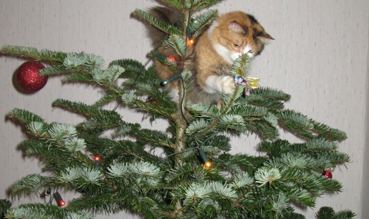 Maakodu kass jõulupuul