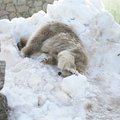 Arktika valitsejaid ohustab kliimasoojenemine: Tallinna loomaaia jääkarupäeval räägitakse nende keerulisest olukorrast