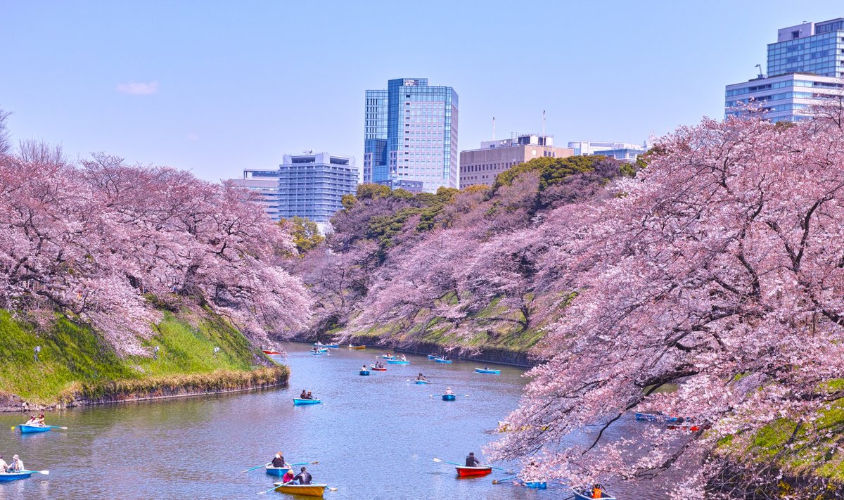 Tokyo kirsiõites