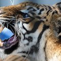 Kopenhaageni loomaaias leiti tiigriaedikust maha murtud mees