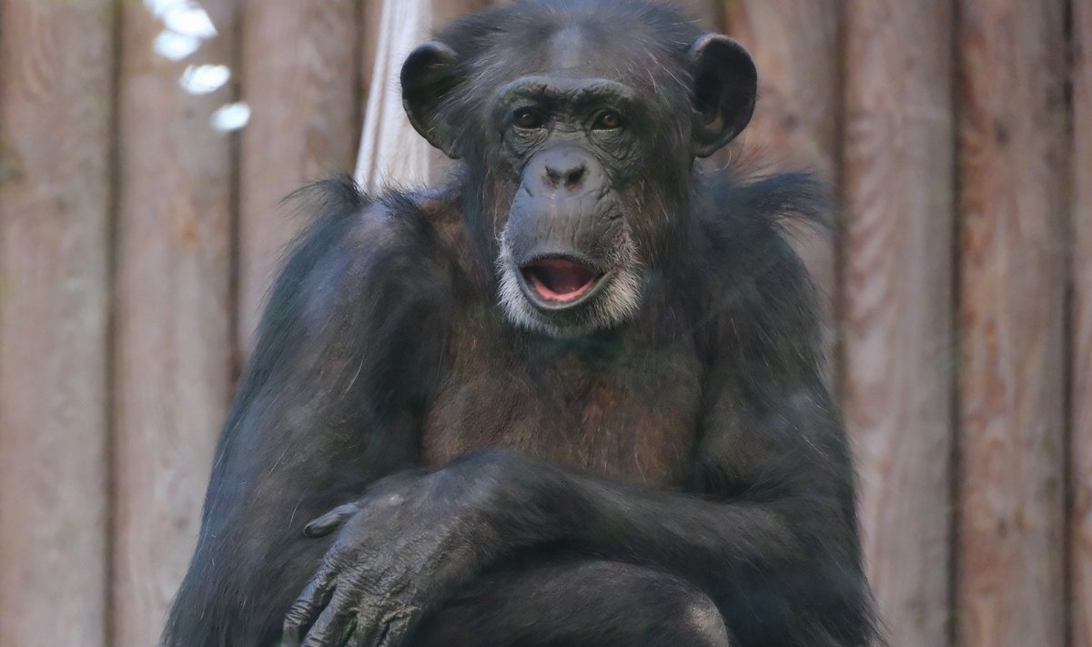 Ритм жизни шимпанзе постепенно начал восстанавливаться.
