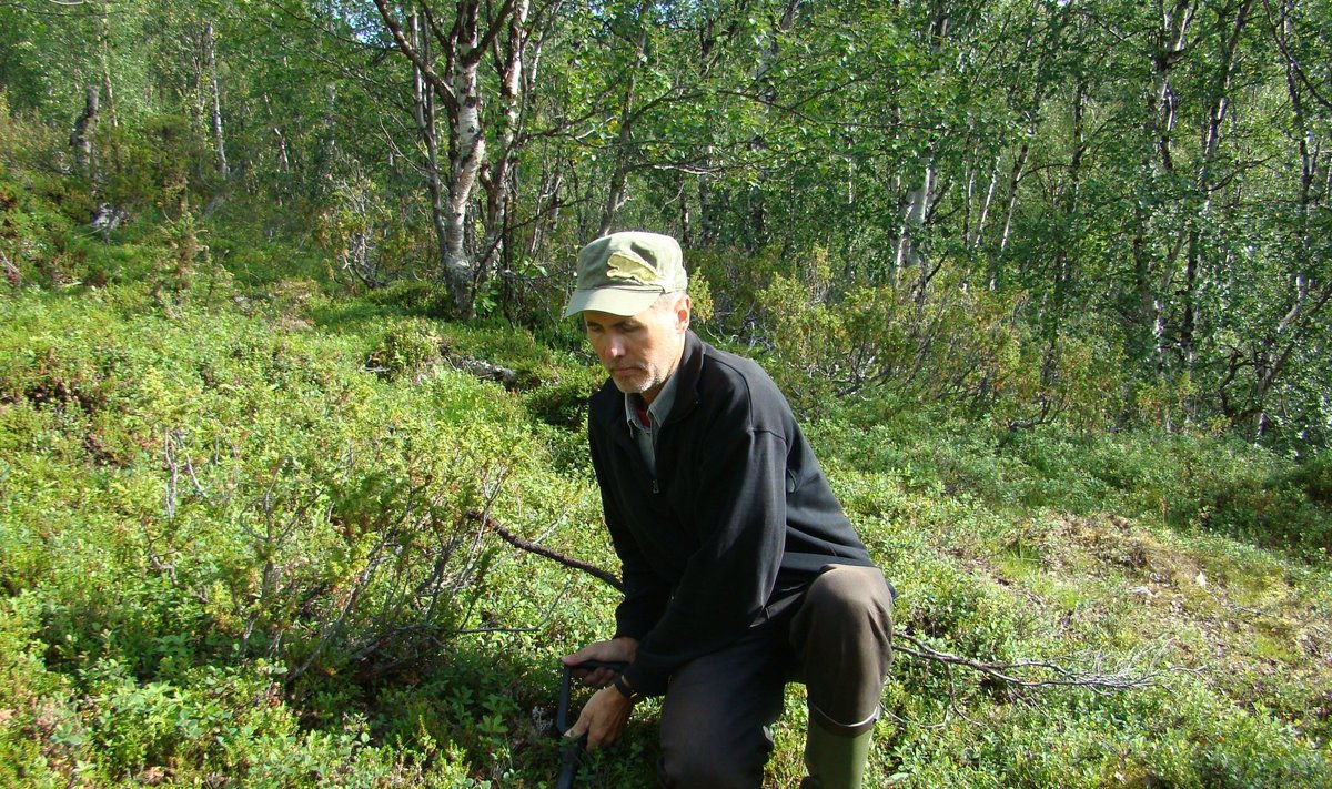 Bioloog Martin Zobel mõõdab metsas rohu pikkust.