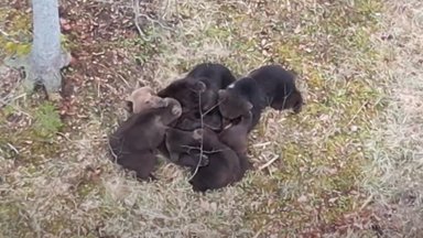 ВИДЕО | Какая милота! Эстонскому фотографу посчастливилось снять, как медведица кормит четырех медвежат