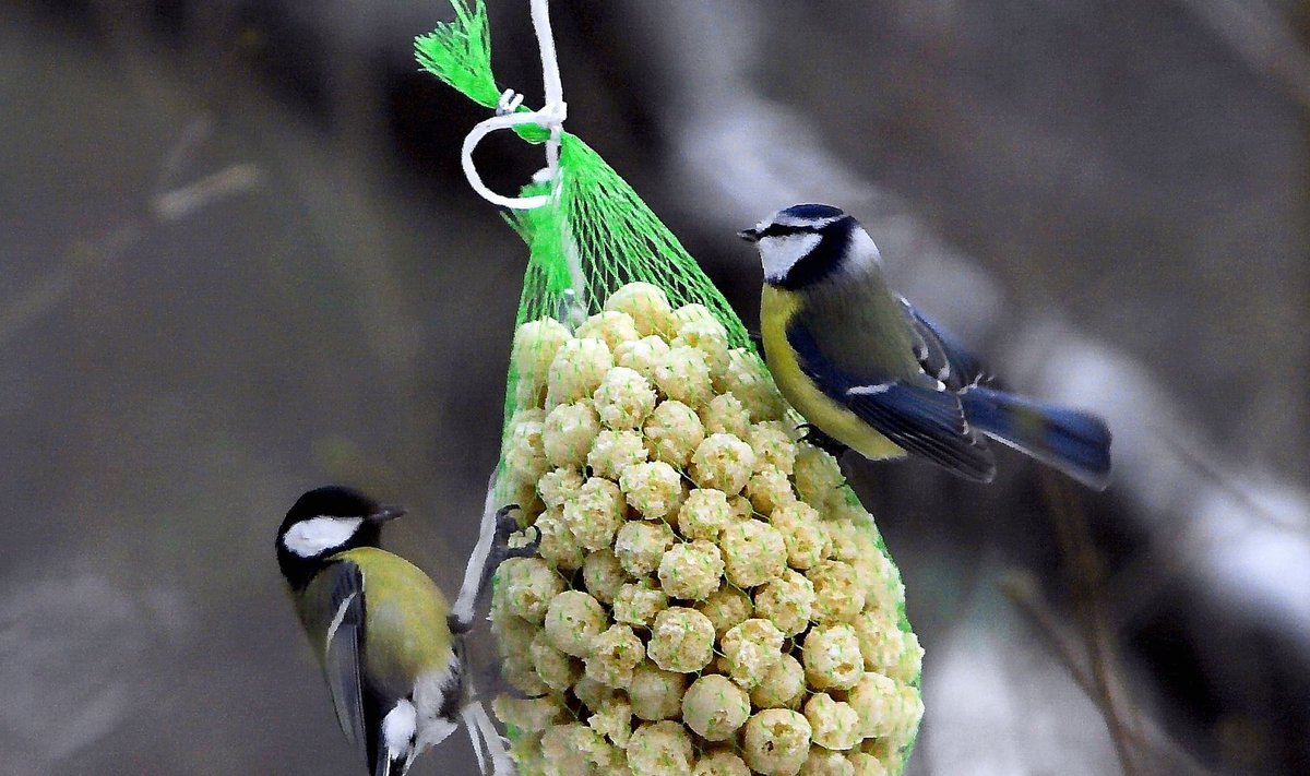 Lindude toitmine