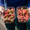Mis maasikaid müüte? On need ikka Eestis kasvatatud? Keskturu müüjad vastavad ostja küsimusele