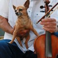Klassikaline muusika aitab koertel lõõgastuda