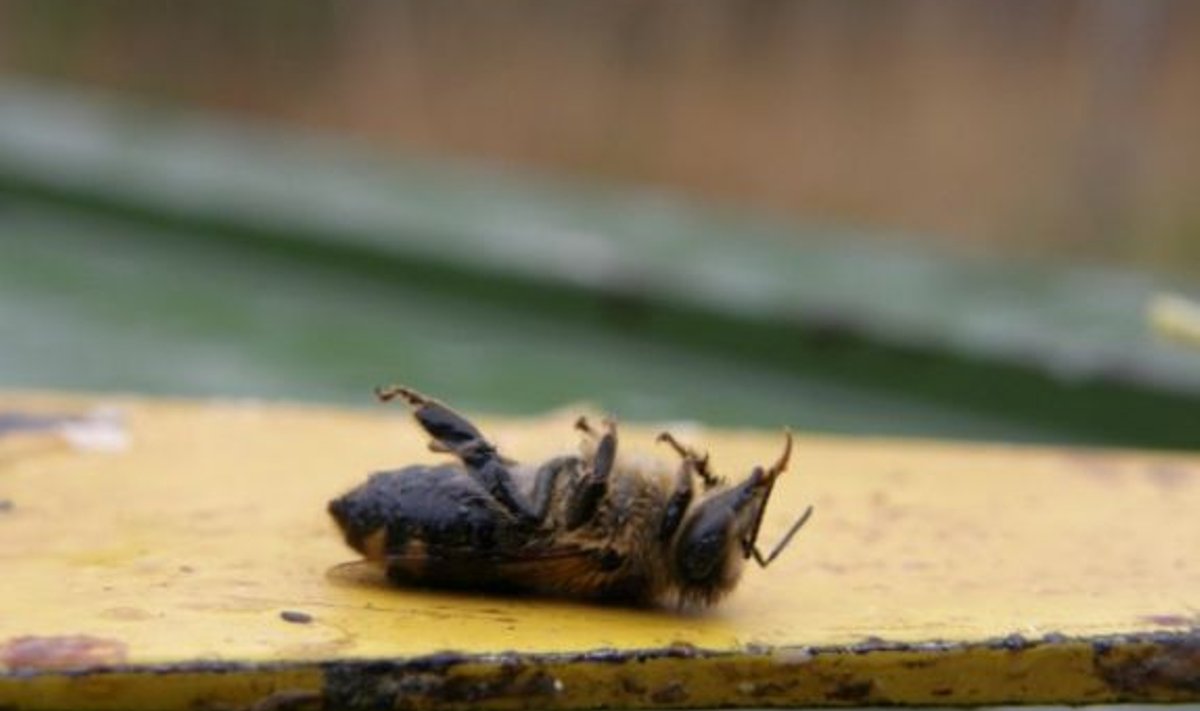 Üks ohvritest. Vaene mesilane on enne surma pikalt välja  ajanud oma imilondi ja seda peetakse mürgistuse  tunnuseks.