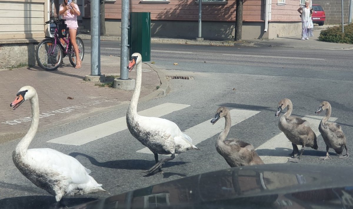 Luigepere Võrus teed ületamas