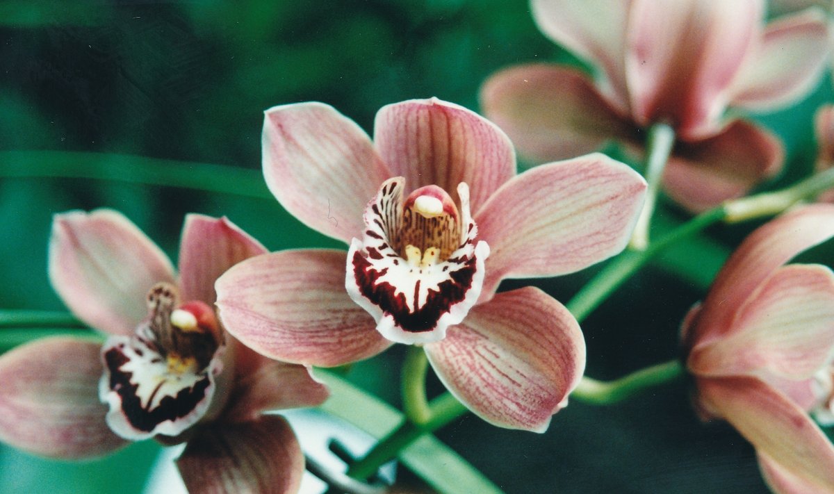 Orhidee, Tallinna Botaanikaaed
