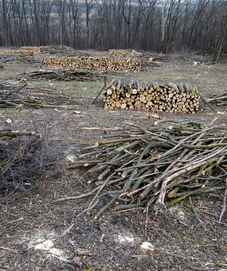 Kui võsa on maha võetud, koguge puit kokku ja sorteerige. Jämedamaid tüvesid saab kasutada kütteks või tarbepuuks, peenemad oksad põletage.