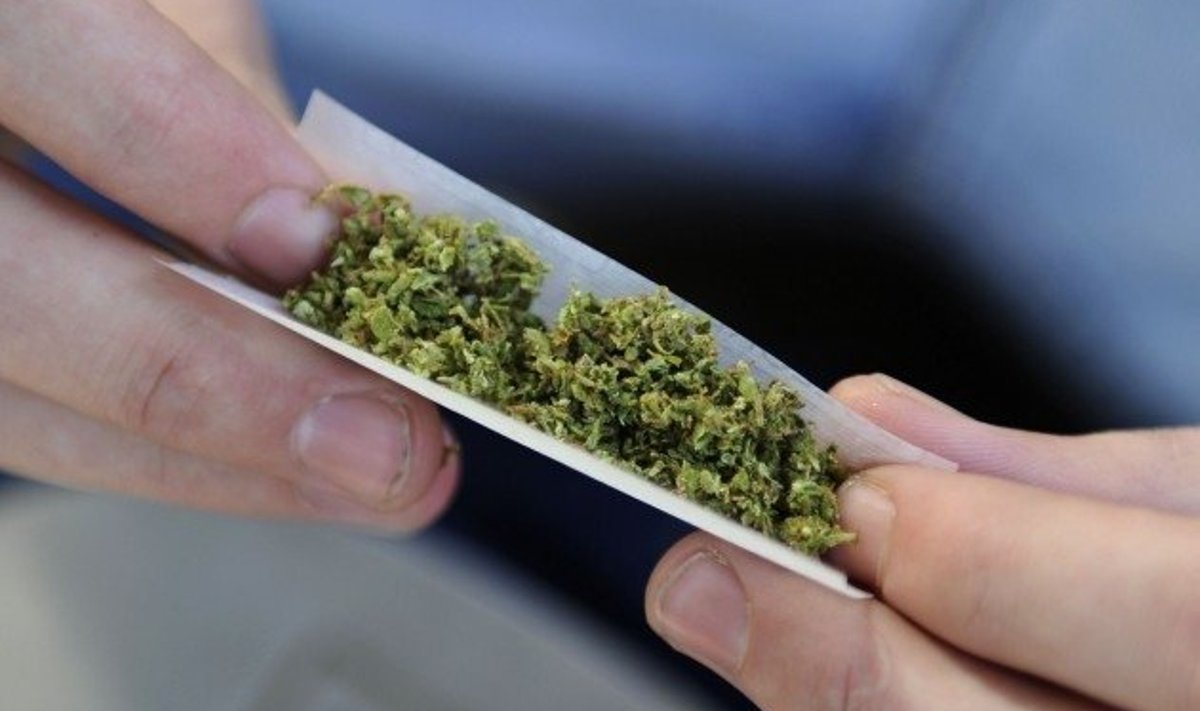 Valmimas on marihuaana pabeross. Foto: Juan Mabromata, AFP