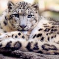 Maasikakarva leopard on päriselt olemas: üliharuldane kaslane jäi kaamerasse
