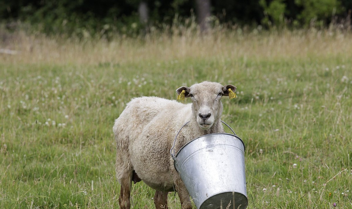 Mõni lammas tuleb, ämber kaelas, ise neid toitaineid küsima, millest tal puudus on.