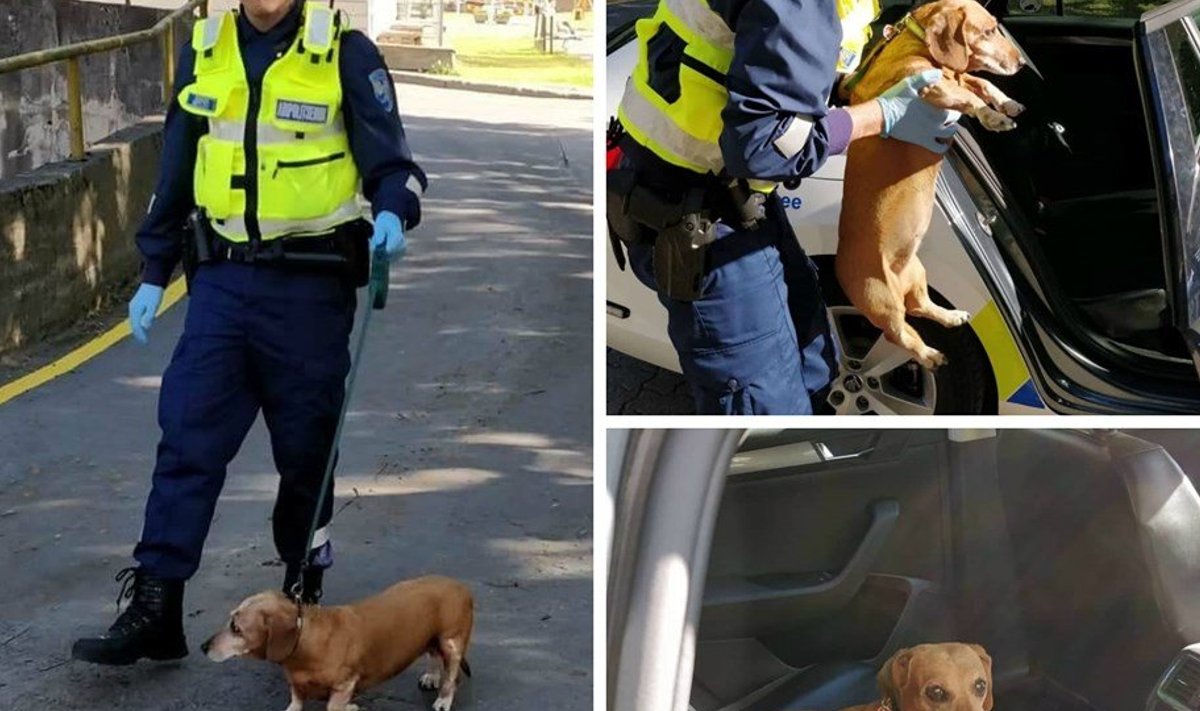 Abipolitseinikud aitasid koerale leida ajutise hooldaja. 