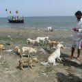 Пакистанские острова населяют 35 000 собак