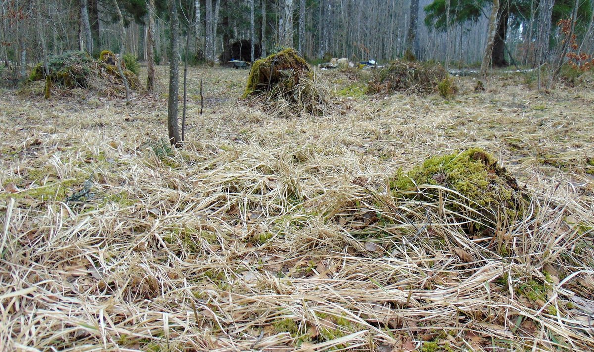 Jäneskastik puisniidul, kus ta pärast heinategu on hakanud uuesti vohama.