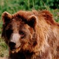 Võimalus kohata karu: Eesti metsades elavad pruunkarud peavad mais ja juunis pulmi