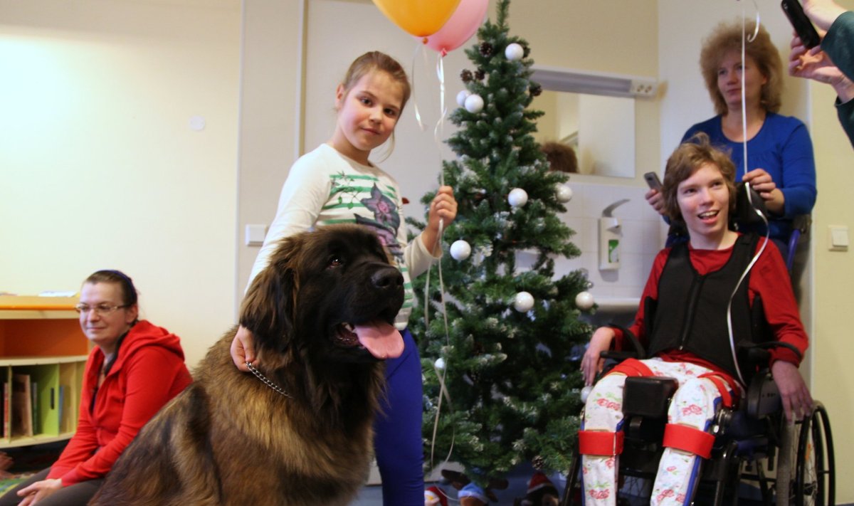 Teraapiakoerad külastasid lastehaigla neuroloogiaosakonda 12. detsembril.