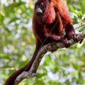 Aafrika ahvid seilasid Ameerikasse: kuidas väike rühm visasid loomi igaveseks elu ajalugu muutsid