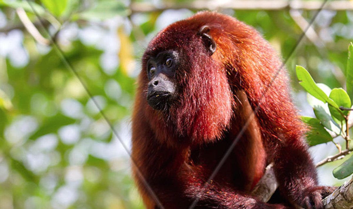 Illustreerival eesmärgil: Lõuna-Ameerikas elutsev ahv (Foto: Wikimedia Commons / Erwin Neles)