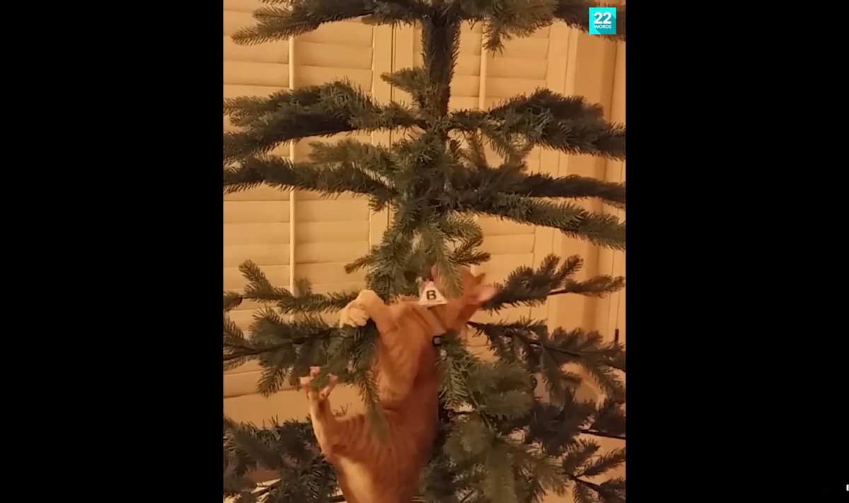 Kass jõulupuu otsas