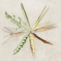 MAALEHE VILJASPIKKER | Tegid ilusa pildi viljapõllust? Aga on seal rukis või nisu?