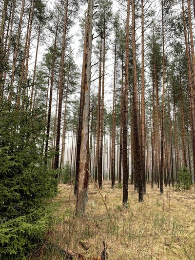 Kahjustunud puud Rootsimetsa kinnnistul.