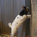 ВИДЕО | Бэби-бум начался! В Таллиннском зоопарке резвятся первые козлята