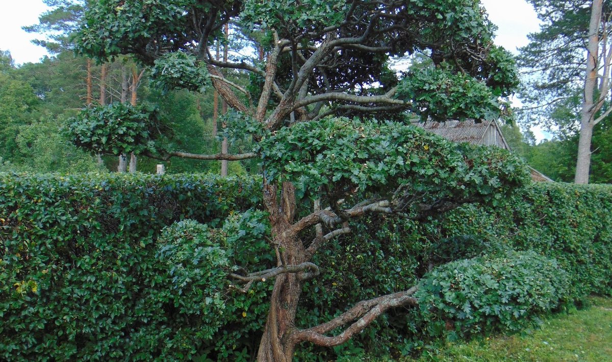 Vormi lõigatud aiapuid nimetatakse Jaapanis niwaki'deks.