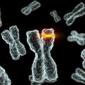 Y-kromosoom: teadlased arvavad, et ka ilma meheliku panuseta võiks toime tulla