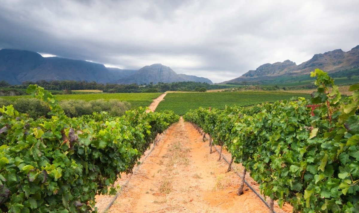 Lõuna-Aafrika veiniistandus