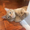 Звезда соцсетей: Хитрый кот, ворующий еду из холодильника