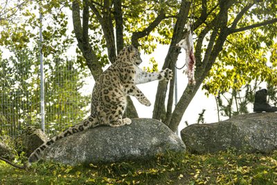 Lumeleopardipäev Tallinna loomaaias