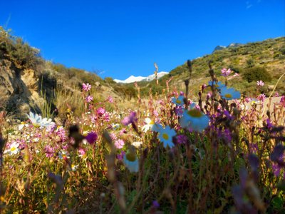 В Греции уже вовсю цветут цветы, хотя в горах еще лежит снег