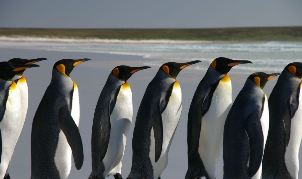 Falklandi pingviinid (Foto: Wikimedia Commons / Ben Tubby)