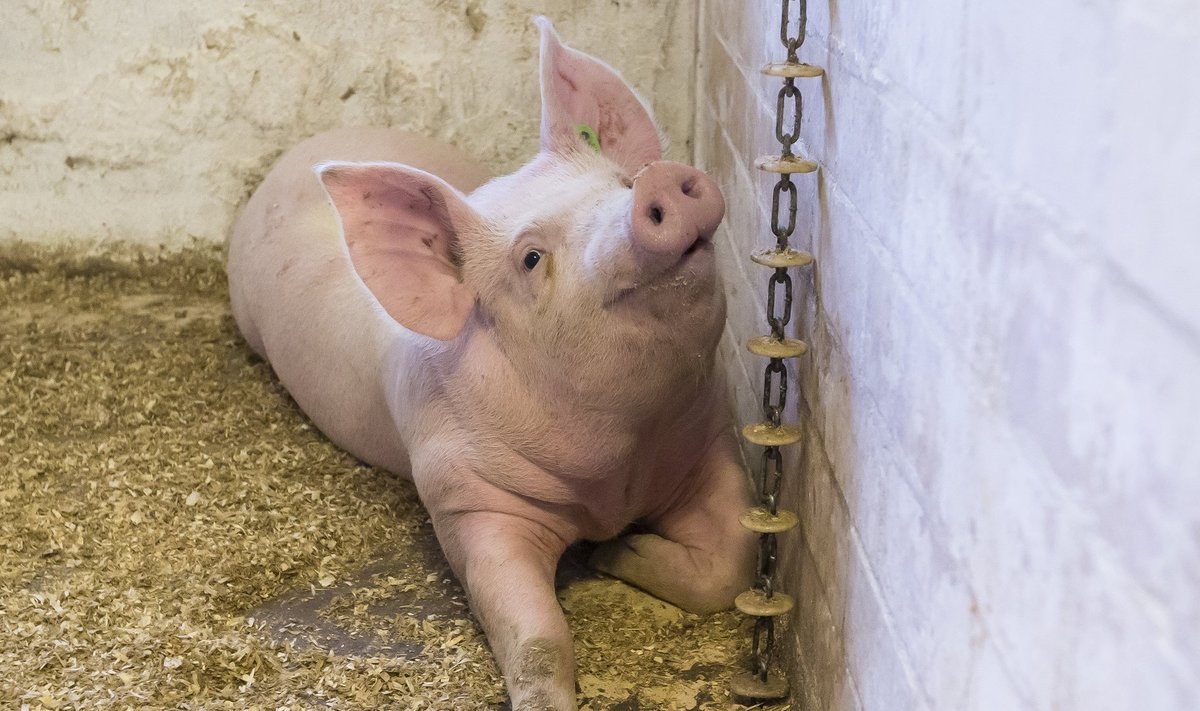 Kui siga on terve ja rõõmus, ei tähenda salmonellabakteri leid kusagilt põrandalt veel nakkust.