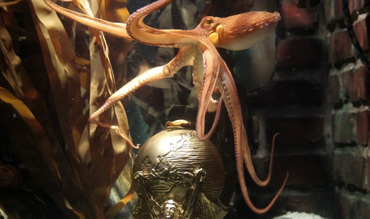 Kaheksajalg Paul koos karikaga