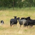 Peremehel pole muud teha, kui väravas oodata! Nutikad koerad selgitasid Eesti meistri lammaste karjatamises