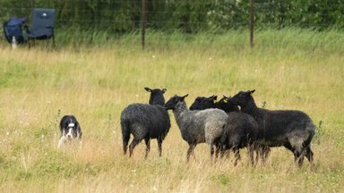 Peremehel pole muud teha, kui väravas oodata! Nutikad koerad selgitasid Eesti meistri lammaste karjatamises