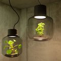 Uus akendeta ruumi mõeldud disainlamp kasvatab endas taimi, ka söögiks