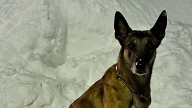 ФОТО | Рождественское чудо: полицейский пес нашел и спас оказавшегося под завалами снега ребенка!