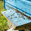 Подтверждено: причина массовой гибели пчел в Ляэне-Вирумаа — запрещенное вещество