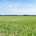 Фермеры Эстонии против сокращения использования пестицидов